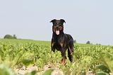 BEAUCERON 041